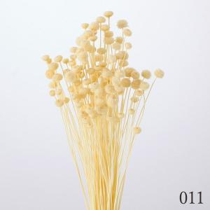 ドライフラワー 花材 とりよせ品 アマレリーフ...の詳細画像2