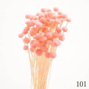 ドライフラワー 花材 とりよせ品 アマレリーフ...の詳細画像3