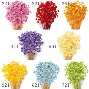 ドライフラワー 花材 とりよせ品 スターフラワー・ブロッサム ドライ 自然素材 ナチュラルドライフラワー インテリア インテリアフラワー プリ 大地農園