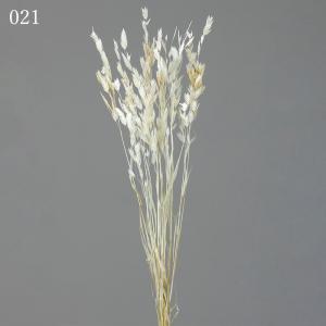 ドライフラワー 花材 とりよせ品 ワイルドオー...の詳細画像1