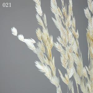 ドライフラワー 花材 とりよせ品 ワイルドオー...の詳細画像2