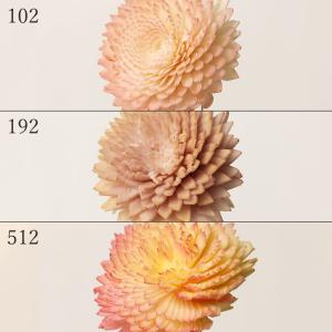 【P5倍中 7/14 9:59まで】 ハンドメイドフラワー 花材 とりよせ品 ソーラーマム・ツートン(1束5本) 花材 素材 材料 パーツ.ソラフラワー 菊 マム 大地農園