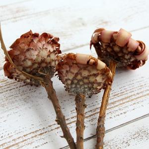 ドライフラワー 花材 とりよせ品 ネリフォリア...の詳細画像2