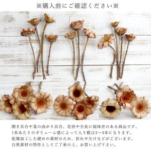 ドライフラワー 花材 とりよせ品 ネリフォリア...の詳細画像4