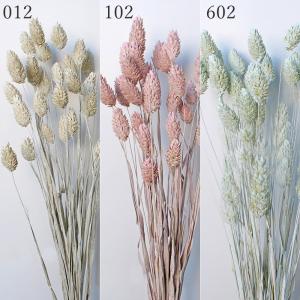 ドライフラワー 花材 とりよせ品 ポアプランツ ...の商品画像