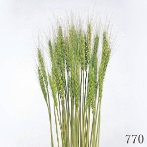 ドライフラワー 花材 とりよせ品 小麦 自然素材...の商品画像