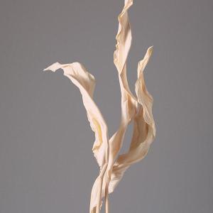 ドライフラワー 花材 とりよせ品 ストレチアリ...の詳細画像1