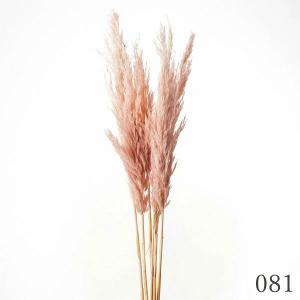 ドライフラワー 花材 とりよせ品 プルームリー...の詳細画像5