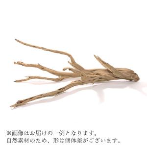 ドライフラワー 花材 とりよせ品 ゴーストウッド...の商品画像