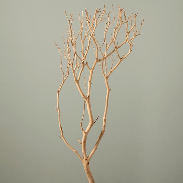 ドライフラワー 花材 とりよせ品 【メーカー直送品】マンザニータ ミニ《代引決済・他商品と同梱不可》...