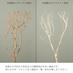 ドライフラワー 花材 とりよせ品 【メーカー直...の詳細画像2