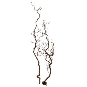 【P10倍中 4/20 9:59迄】 ドライフラワー 花材 【メーカー直送品】 【メーカー直送品】ヘーゼルナッツ・ツウィッグ《代引決済・他商品と同梱不可》 大地農園