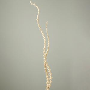 【P10倍中 4/20 9:59迄】 ドライフラワー 花材 とりよせ品 ブリティツウィッグ・カール ディスプレイ インテリア ブライダルスペース オシャレ 枝 大地農園