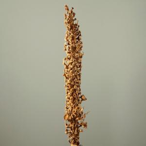 ドライフラワー 花材 とりよせ品 【メーカー直送品】ベルトラオ《代引決済・他商品と同梱不可》 ディスプレイ インテリア ブライダルスペース 枝 大地農園