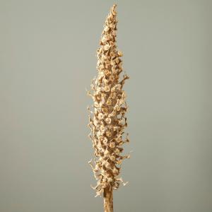ドライフラワー 花材 とりよせ品 【メーカー直送品】ベルトラオ《代引決済・他商品と同梱不可》 ディスプレイ インテリア ブライダルスペース 枝 大地農園