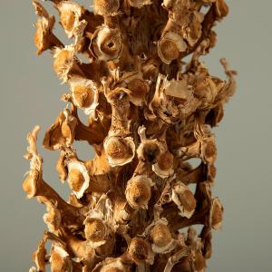 ドライフラワー 花材 とりよせ品 【メーカー直...の詳細画像1