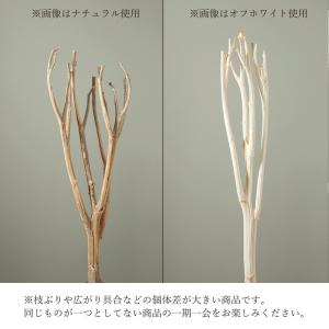 ドライフラワー 花材 とりよせ品 【メーカー直...の詳細画像2
