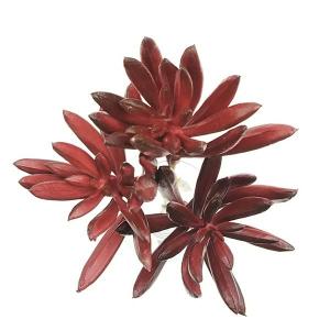 造花 グリーン 多肉植物 とりよせ品 アロエピ...の詳細画像1