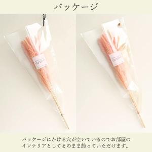 ドライフラワー 花材 即日出荷 テールリード ...の詳細画像3