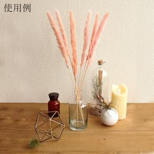 ドライフラワー 花材 即日出荷 テールリード ...の詳細画像4
