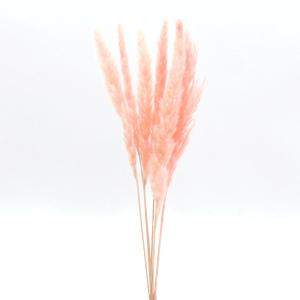 ドライフラワー 花材 即日出荷 テールリード クリームピンク スワッグ 髪飾り 花材 パーツ 材料 花束 ブーケ パンパス系 おしゃれ アスカ ASCA アスカ商会