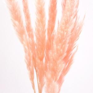 ドライフラワー 花材 即日出荷 テールリード ...の詳細画像1