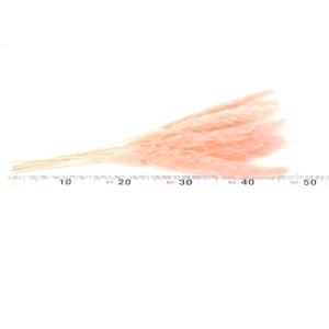 ドライフラワー 花材 即日出荷 テールリード ...の詳細画像2