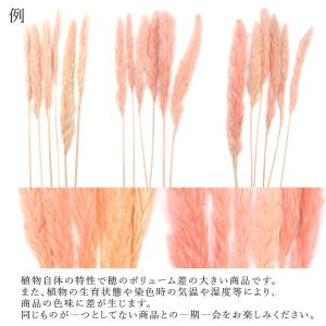 ドライフラワー 花材 即日出荷 テールリード ...の詳細画像3