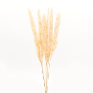 ドライフラワー 花材 即日出荷 【40％OFF】 テールリード ソフトピーチ (在庫限り) パンパス系 花材 材料 ピンク オレンジ パーツ アスカ ASCA アスカ商会