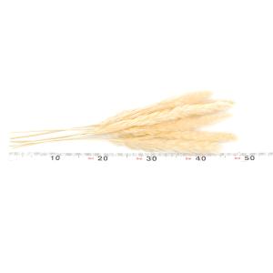 ドライフラワー 花材 即日出荷 テールリード ...の詳細画像2