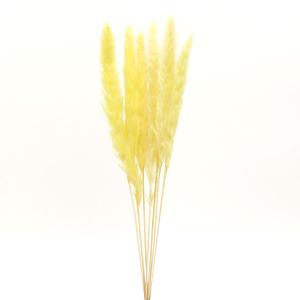 ドライフラワー 花材 即日出荷 【40％OFF】 テールリード イエロー (在庫限り) スワッグ 髪飾り 花材 パーツ 材料 花束 ブーケ DIY アスカ ASCA アスカ商会