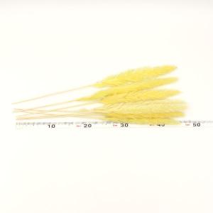 ドライフラワー 花材 即日出荷 テールリード ...の詳細画像2