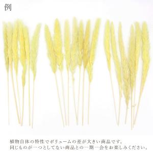 ドライフラワー 花材 即日出荷 テールリード ...の詳細画像3