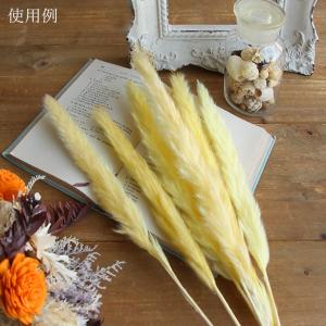 ドライフラワー 花材 即日出荷 テールリード ...の詳細画像5