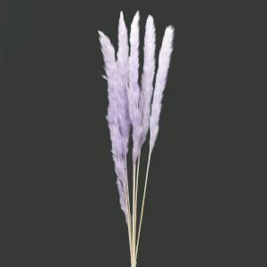 ドライフラワー 花材 即日出荷 テールリード ライトラベンダー スワッグ 髪飾り 花材 パーツ 材料 花束 ブーケ パンパス系 リース アスカ ASCA アスカ商会