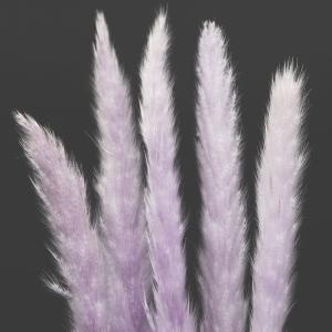ドライフラワー 花材 即日出荷 テールリード ...の詳細画像1