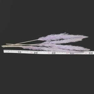 ドライフラワー 花材 即日出荷 テールリード ...の詳細画像2