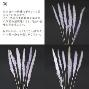 ドライフラワー 花材 即日出荷 テールリード ...の詳細画像3