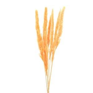 ドライフラワー 花材 即日出荷 テールリード ゴールドイエロー スワッグ 髪飾り 花材 パーツ 材料 花束 ブーケ パンパス系 リース アスカ ASCA アスカ商会