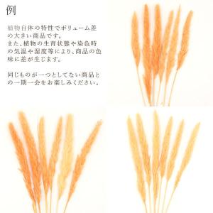 ドライフラワー 花材 即日出荷 テールリード ...の詳細画像3
