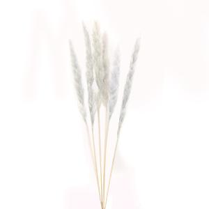 ドライフラワー 花材 即日出荷 テールリード グレイ テールリード 穂 パンパス系 ふわふわ グレー 花材 スワッグ 材料 リース DIY アスカ ASCA アスカ商会