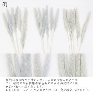 【P5倍中 8/6 9:59まで】 ドライフラ...の詳細画像3