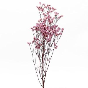 スターチス 花束の商品一覧 通販 Yahoo ショッピング