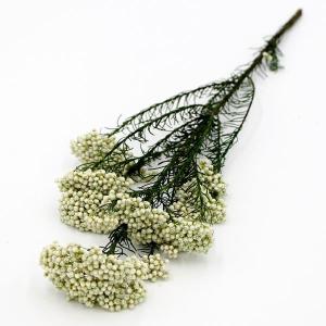 《ドライフラワー 花材》☆出荷☆アスカ ライスフラワー