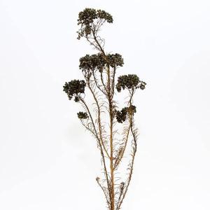 ドライフラワー❇️マグノリア❣️枝長め マグノリアブランチ- フェイクグリーン専用通販サイト – フェイク