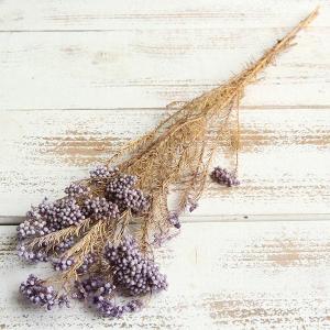 《ドライフラワー 花材》☆出荷☆アスカ ライスフラワー