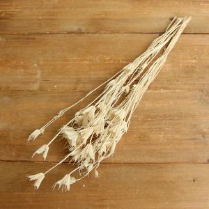 ドライフラワー 花材 即日出荷 ニゲラシード ホワイト ドライフラワー スワッグ ブーケ ドライフラワー花束 ナチュラル リース 卸 アスカ ASCA アスカ商会