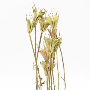 ドライフラワー 花材 即日出荷 ニゲラシード ...の詳細画像1