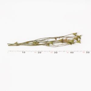 ドライフラワー 花材 即日出荷 ニゲラシード ...の詳細画像2