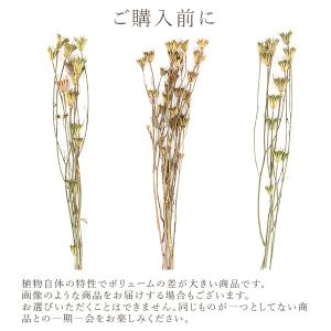 ドライフラワー 花材 即日出荷 ニゲラシード ...の詳細画像3